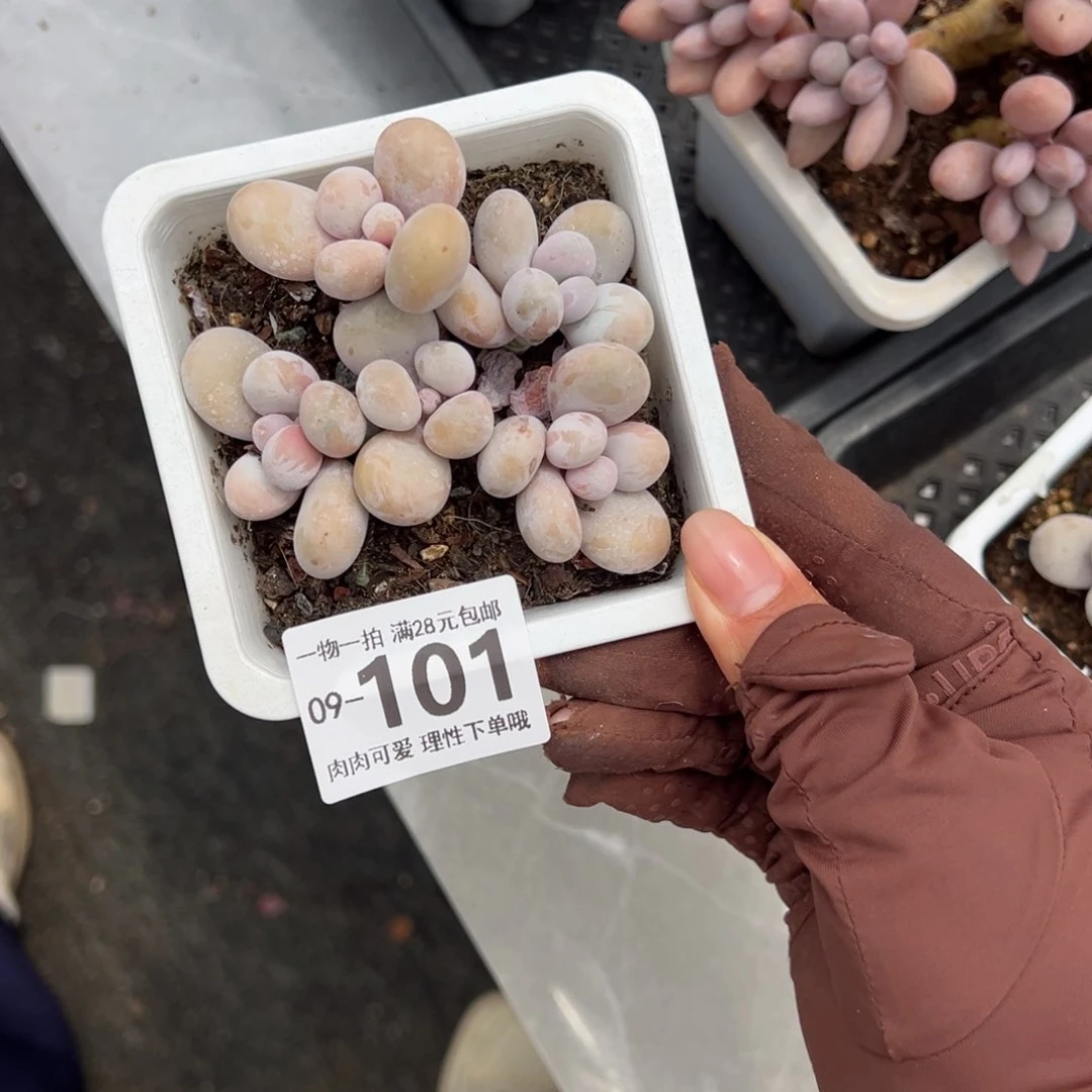 奶酪多肉多肉多肉多肉