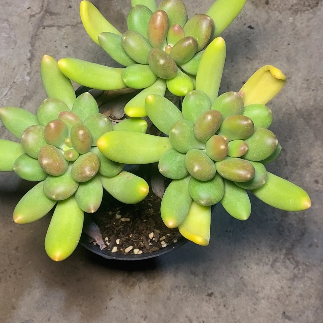 打*死一物一拍，美人多肉