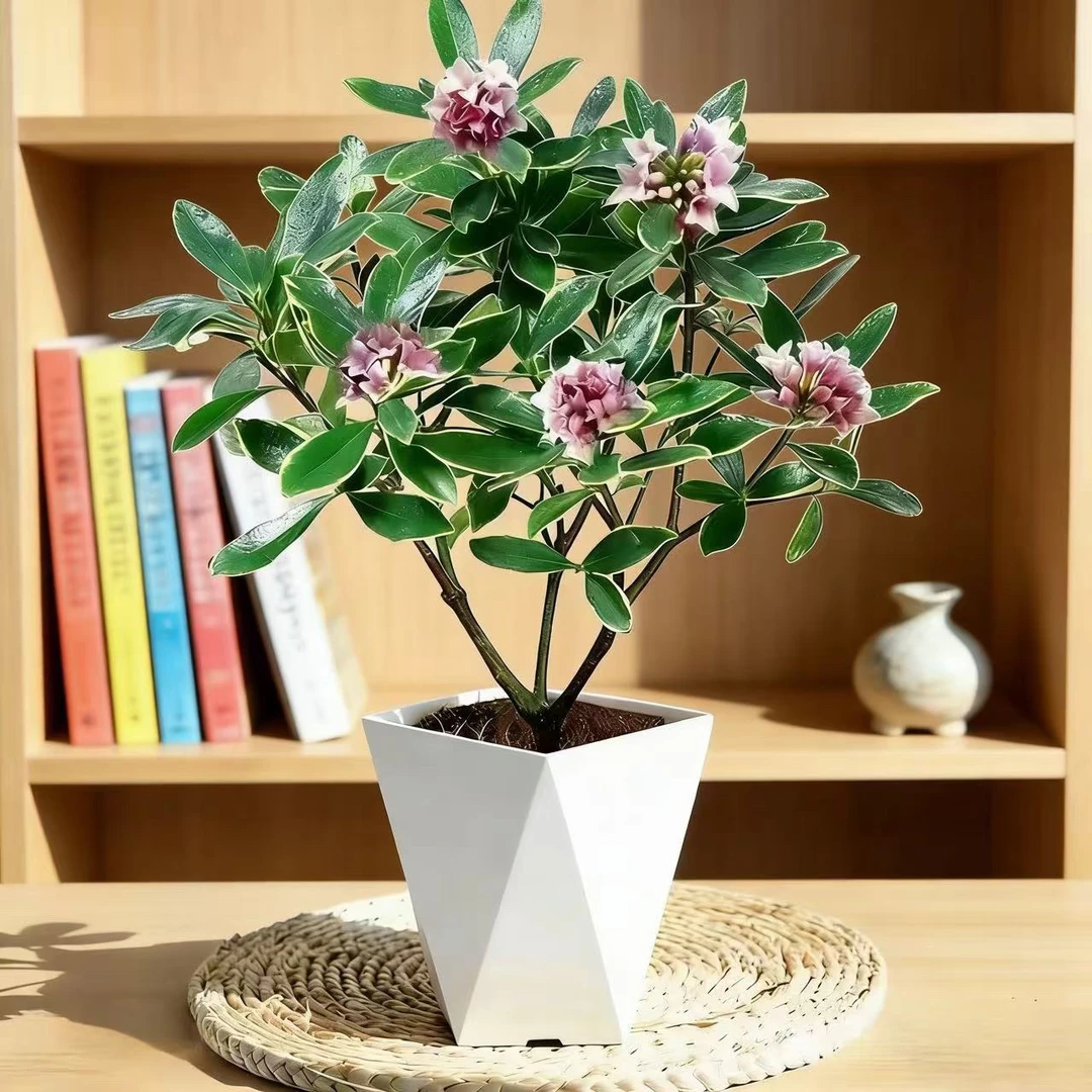 瑞香天下第一香送菱形盆盆栽好养活耐冻