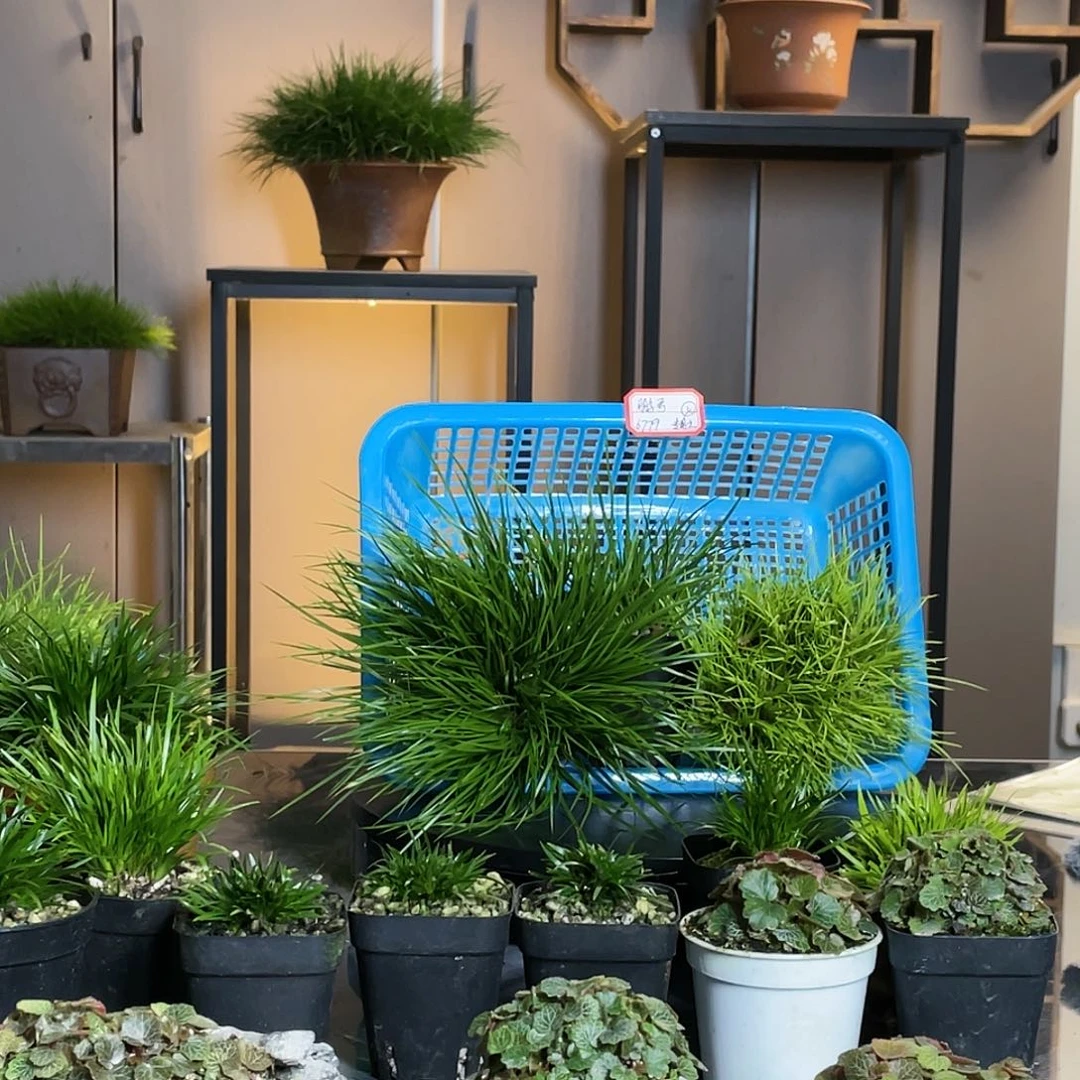 【闪购商品】不开花植物