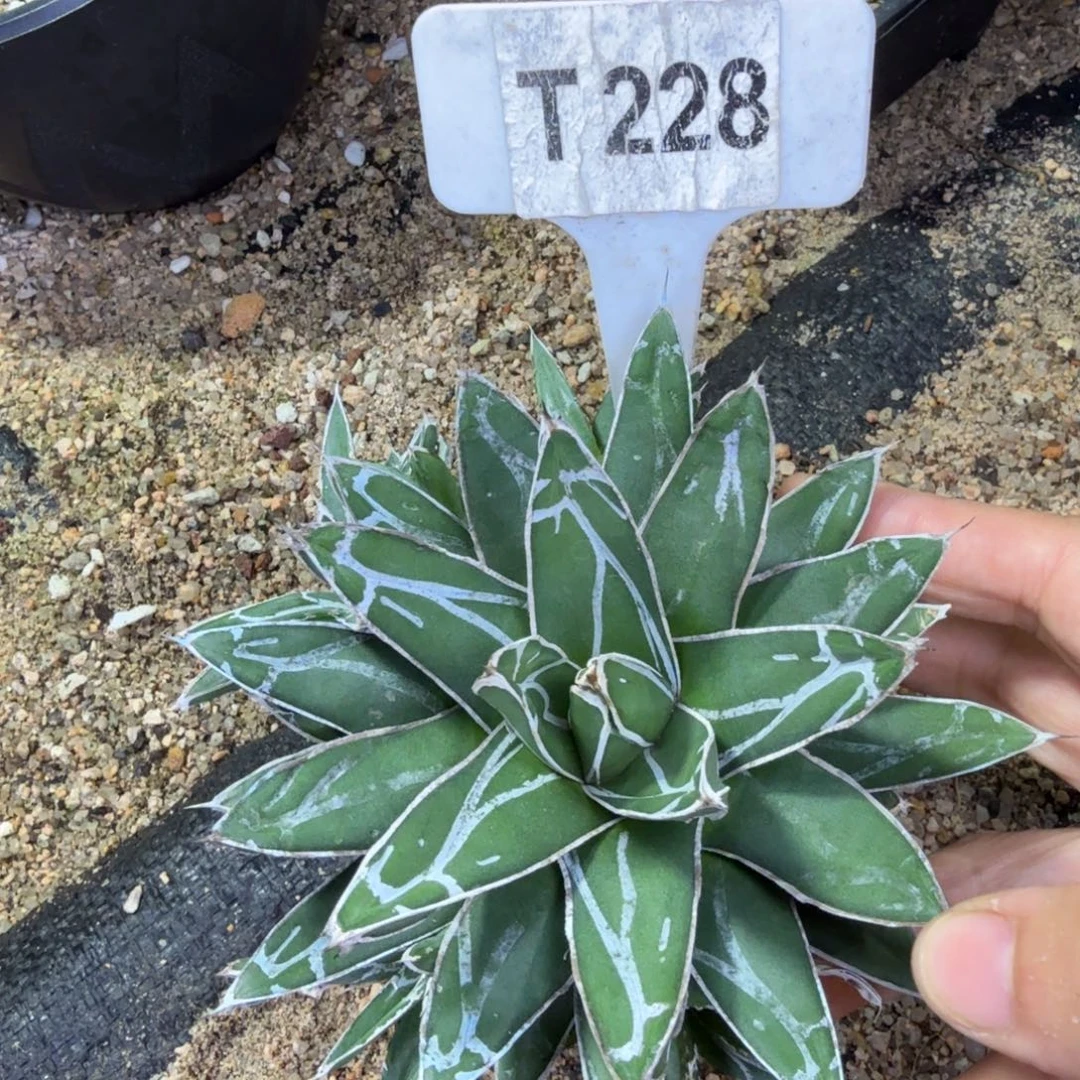 福利屉之雪脱土发