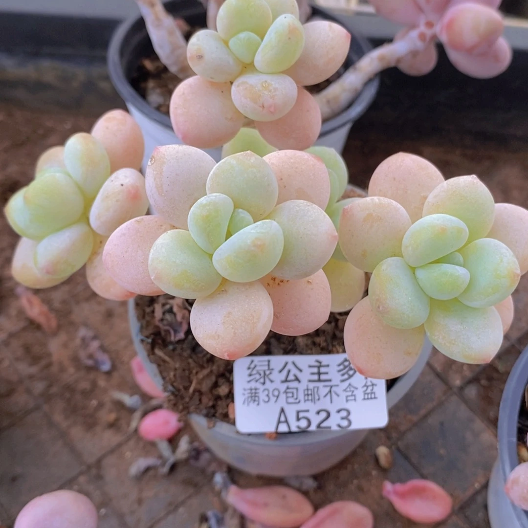 冰川洛神老桩10cm523多肉植物