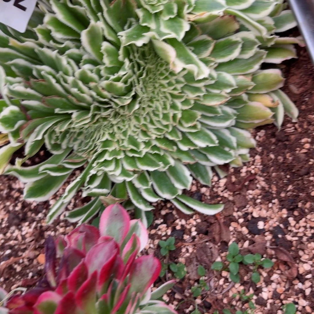 我8102 号多肉法师特价雨玲珑