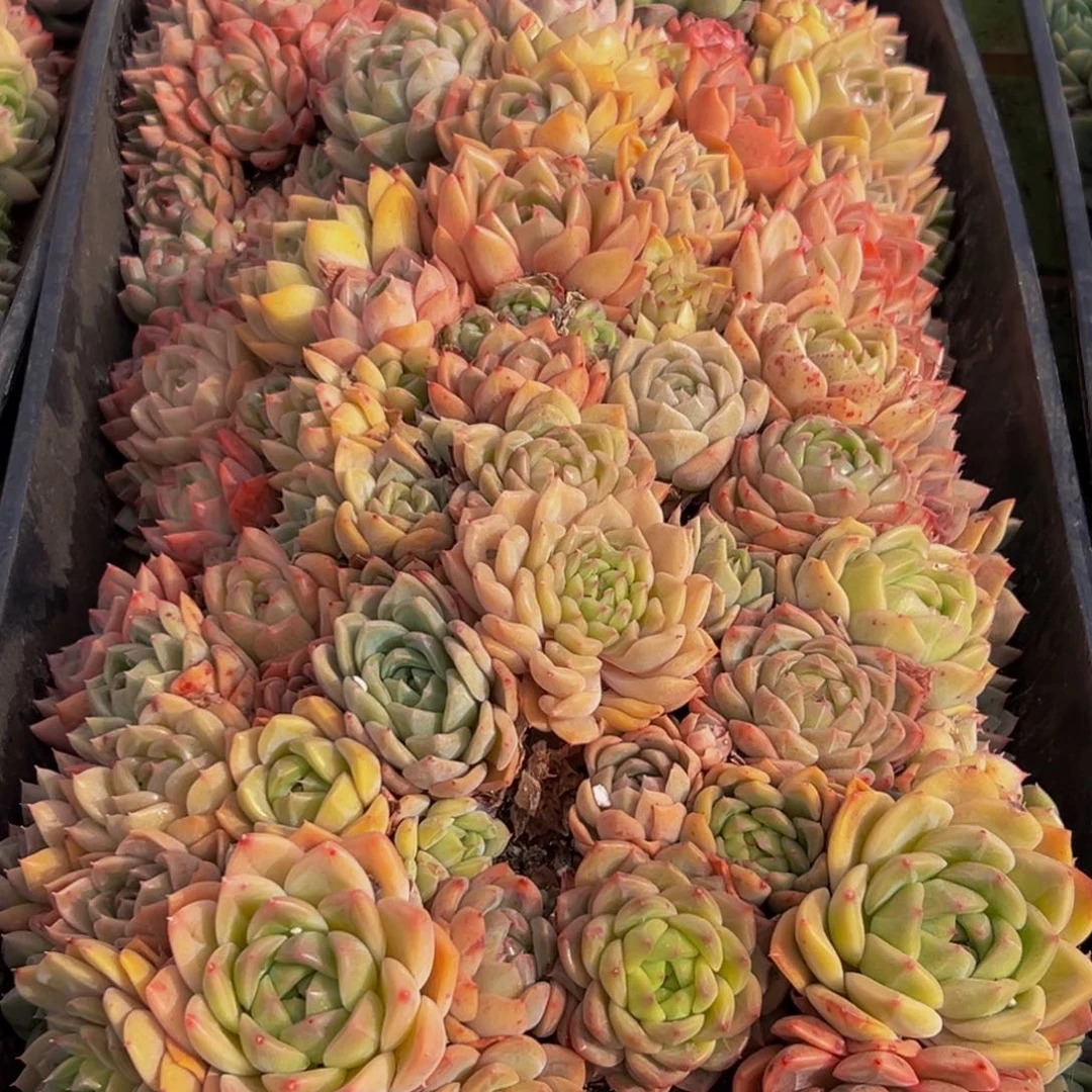 初***y287多肉葡萄的味道是真的很