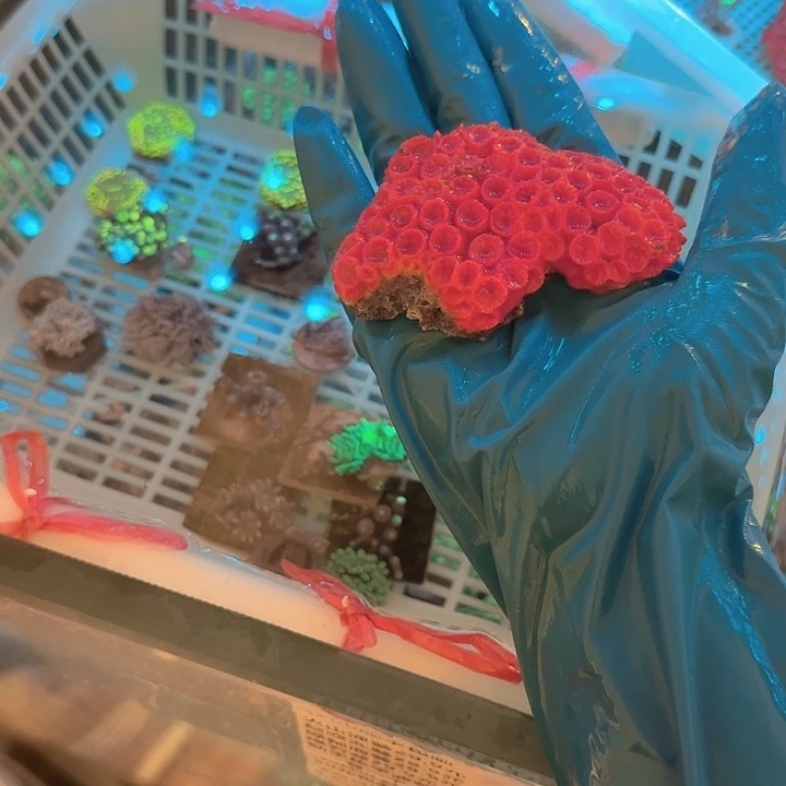 M***n纽扣珊瑚太阳花111111