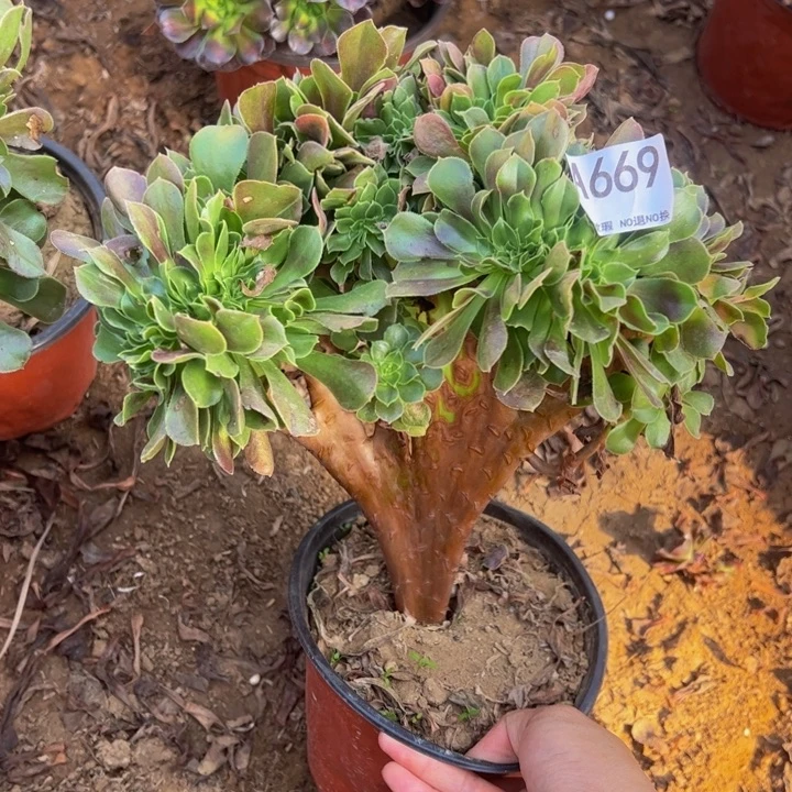 玫瑰缀多肉植物669.