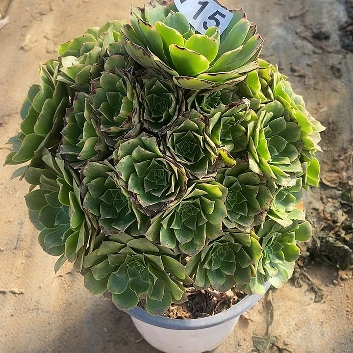 知夏玫瑰多肉715多肉不包断