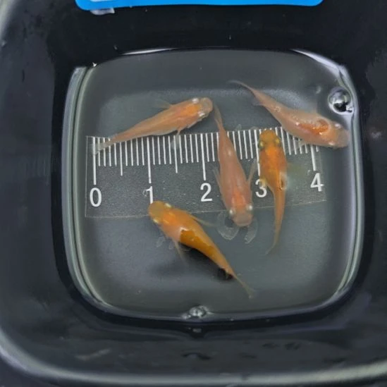 青鳉鱼观背青鳉初恋球一组A13号