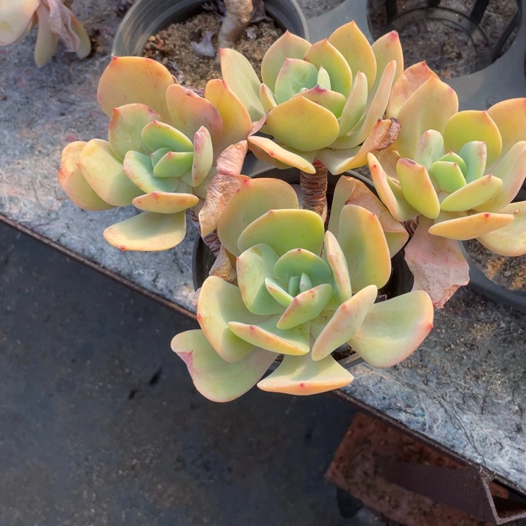 3027  白凤  六月六