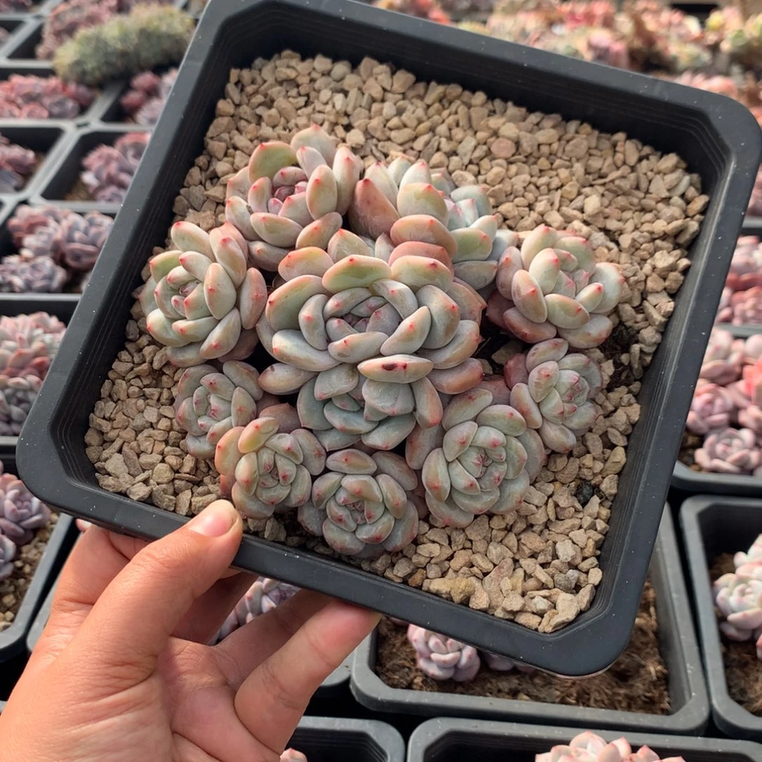 无砍哈哈哈哈哈31