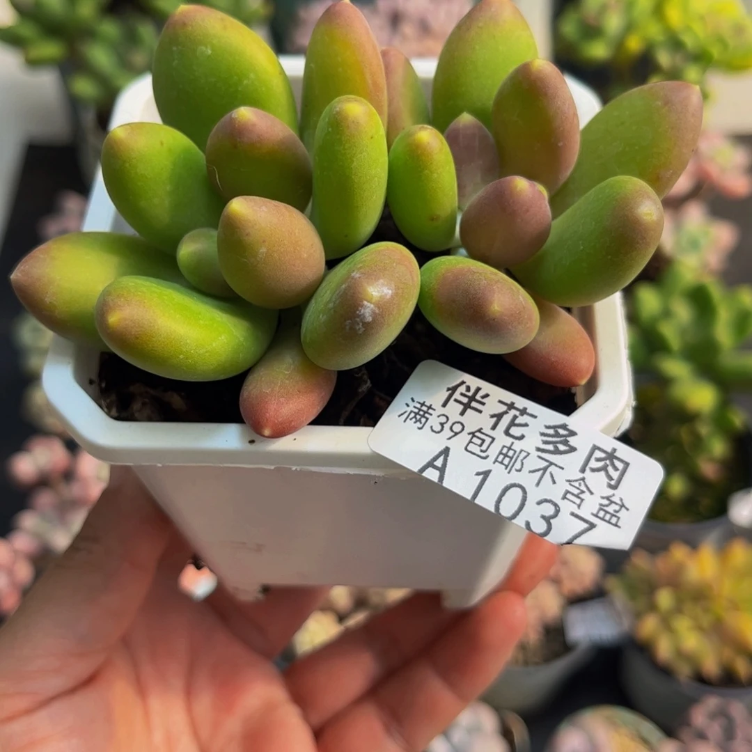 1037芒果奶苗7cm多肉