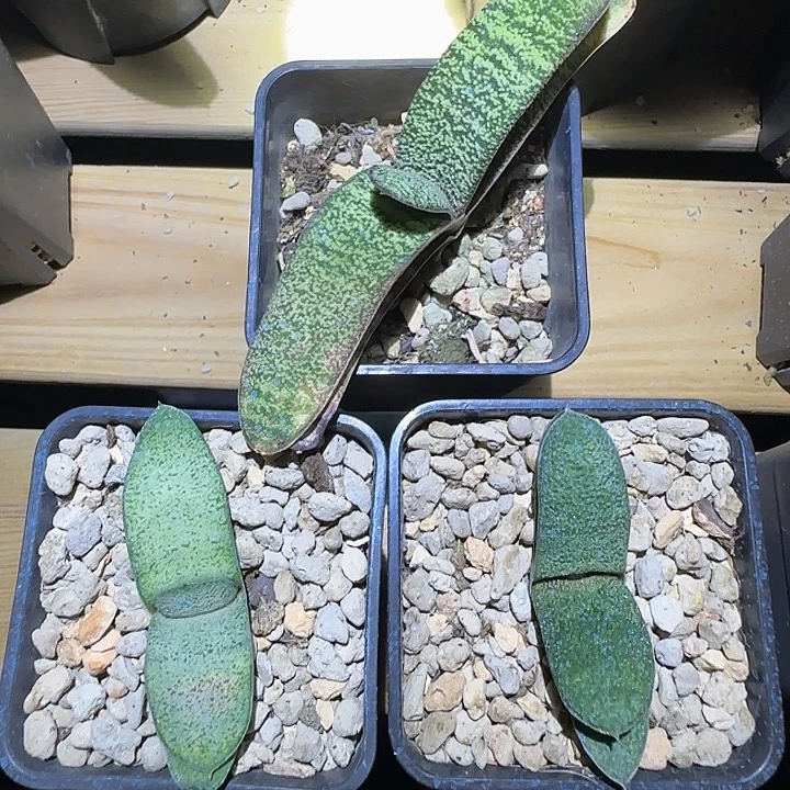 新手福利卧牛组合