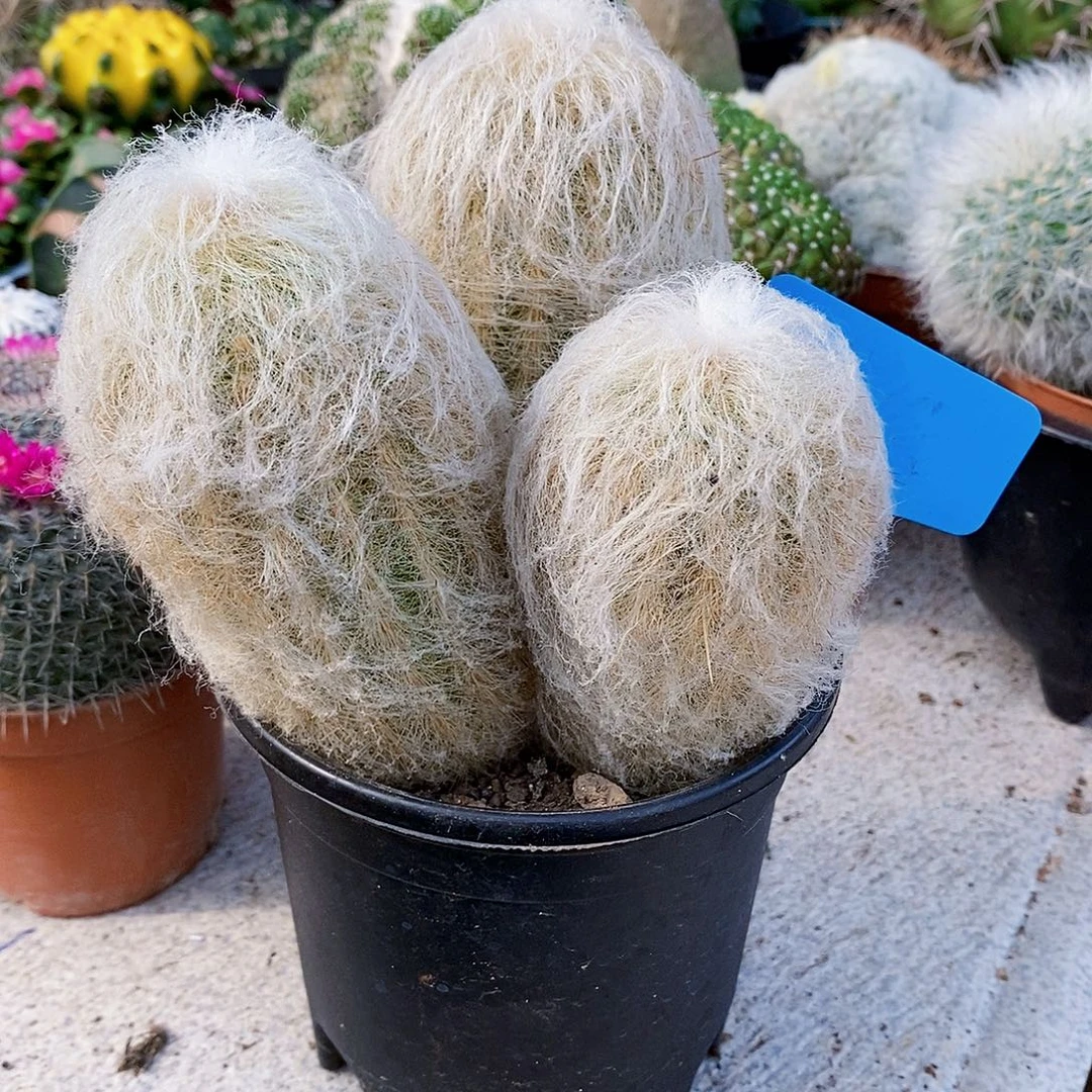 老了111111111111111个