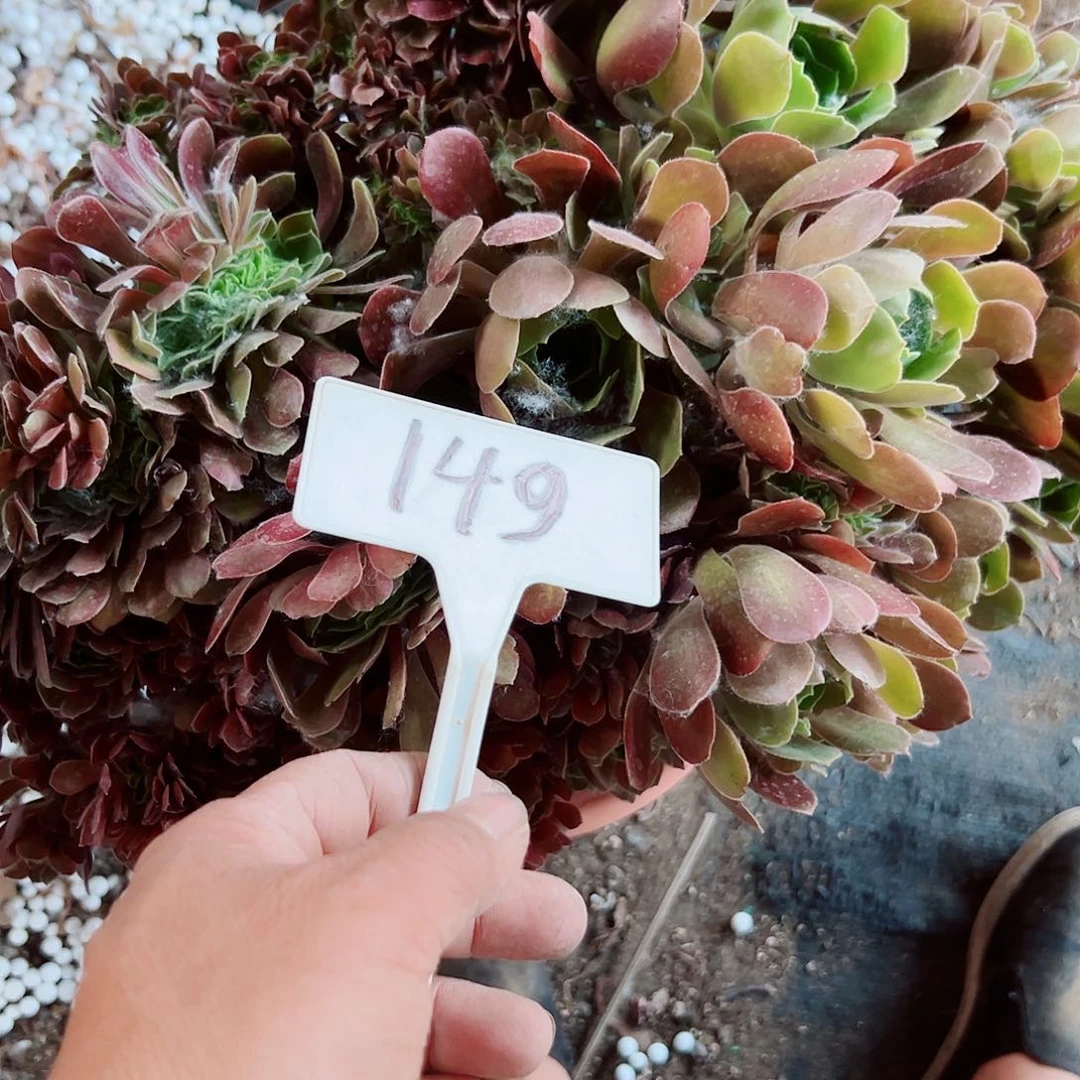 ?****e多肉植物玫瑰缀花