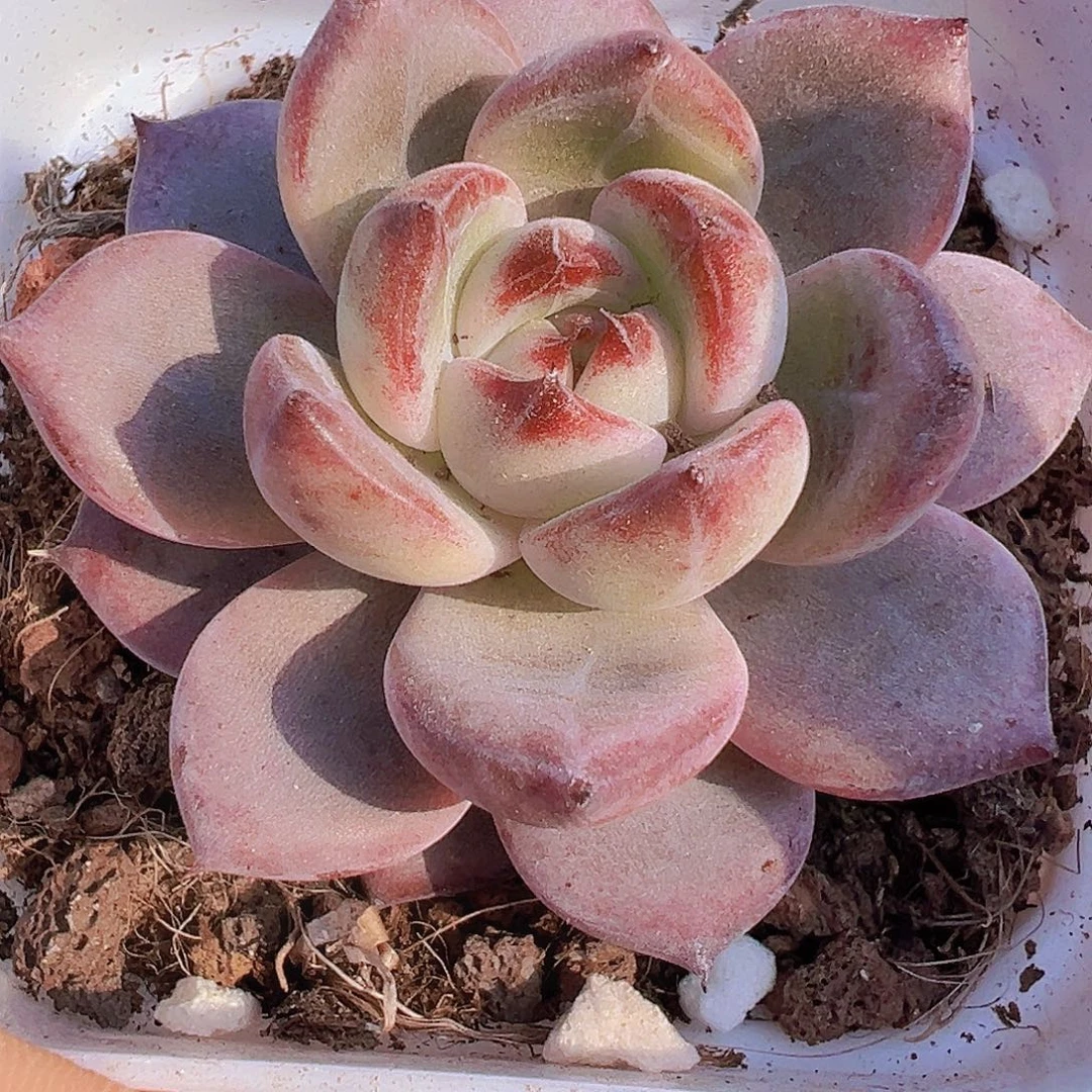 夜魔侠19包邮多肉植物