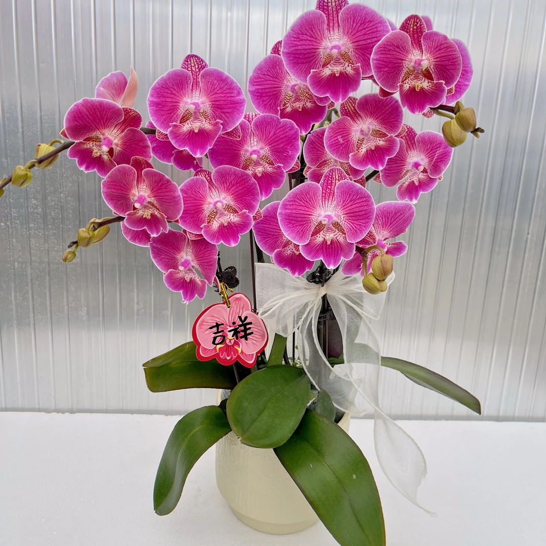 蝴蝶兰《性感》高货贵货 经典好养耐养苗情优质叶片碧绿 基地直发