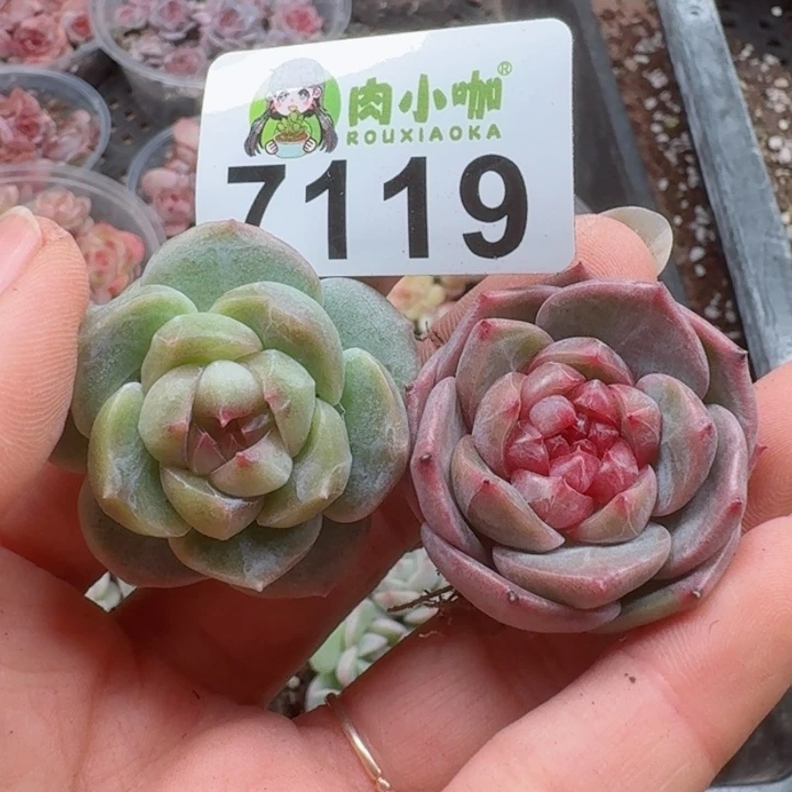 橘***盏多肉植物多肉植物