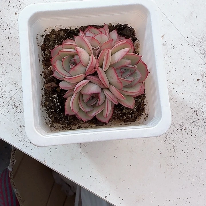 橙**贝青蛙王子儿童牙膏111