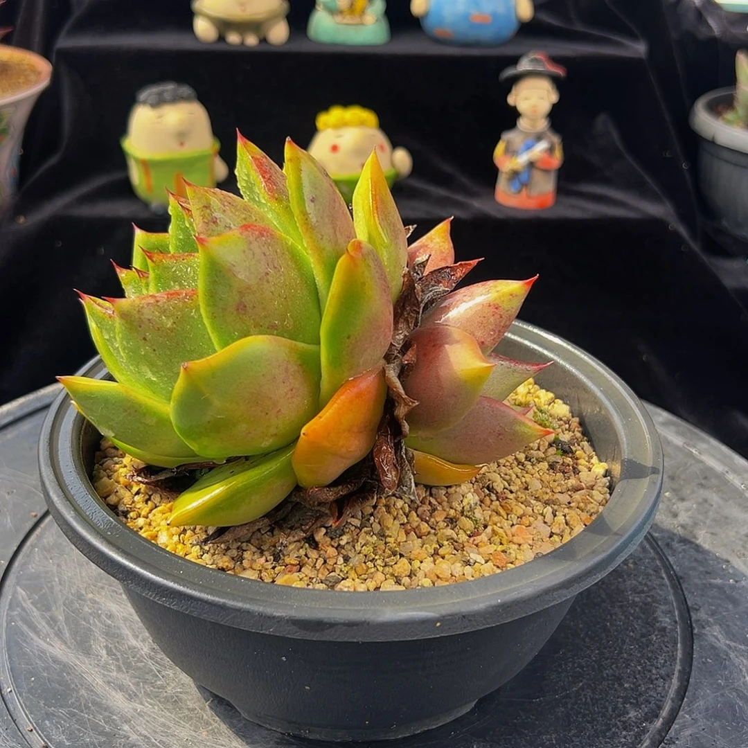 从前慢多肉编号1029-64