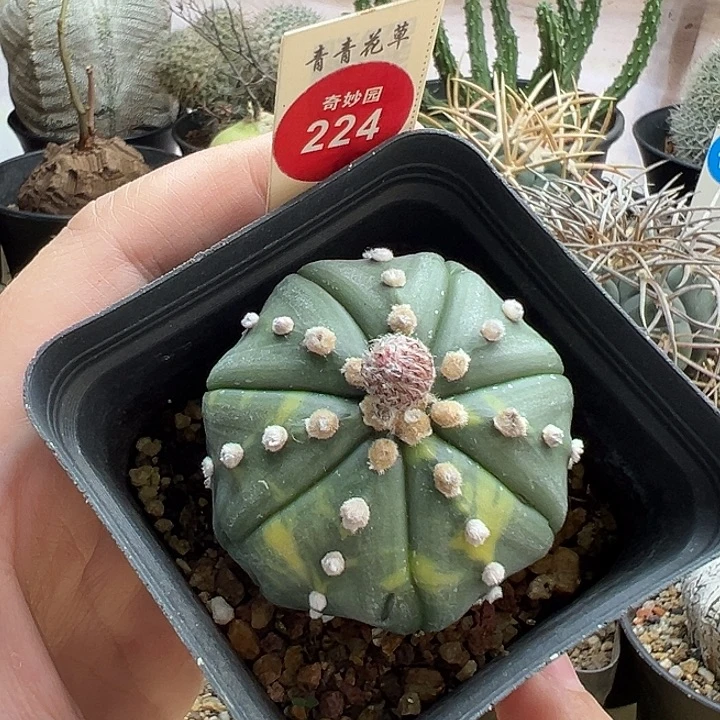 实生高绒花斑兜锦4.6cm