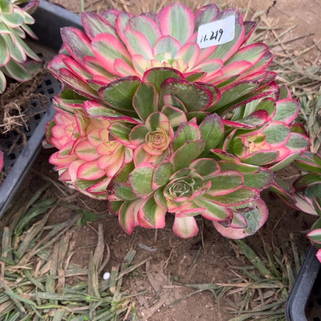 219海神多肉多头多肉