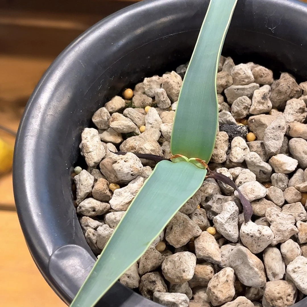 潮流植物百岁兰，大漏