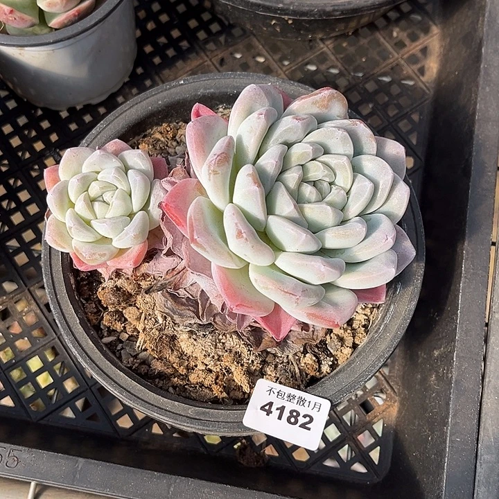 阿雅园艺。       4182