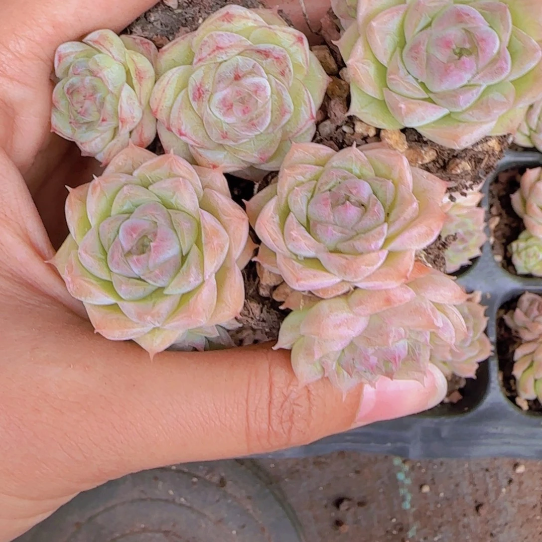 紫心麦秆多肉一整盘72颗