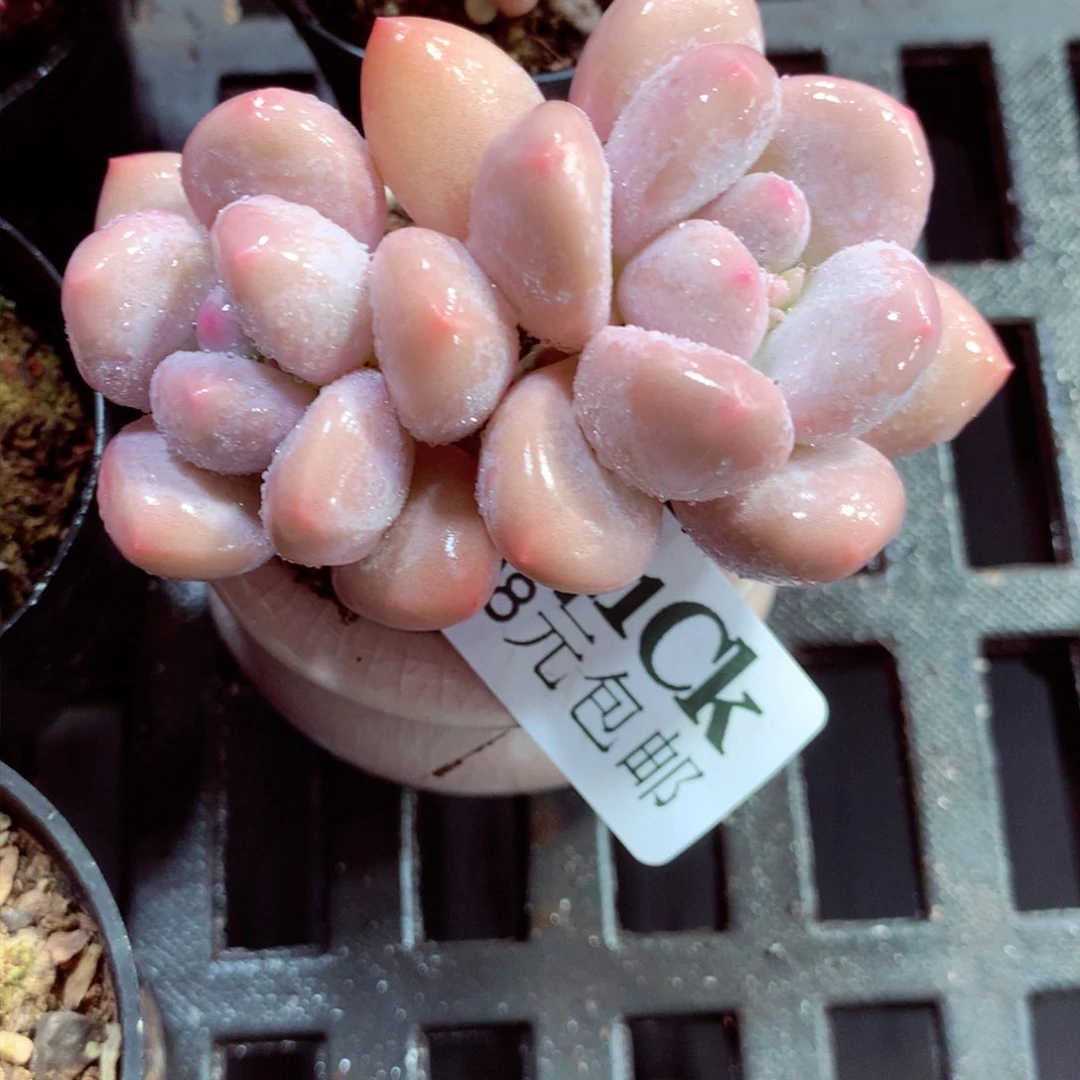 5厘米盆精控多肉741