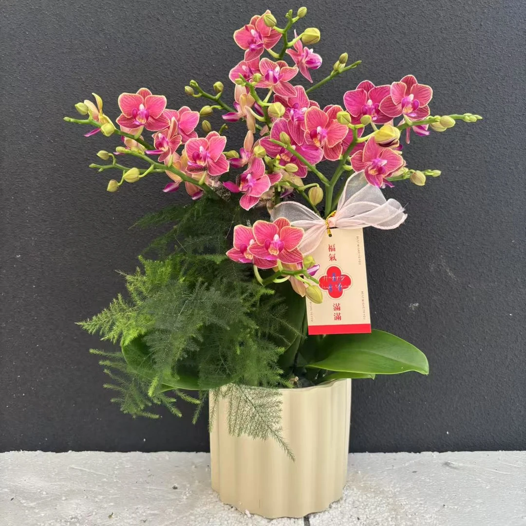 （金边玲珑）高端蝴蝶兰高端精美艺术鲜花组盆花卉