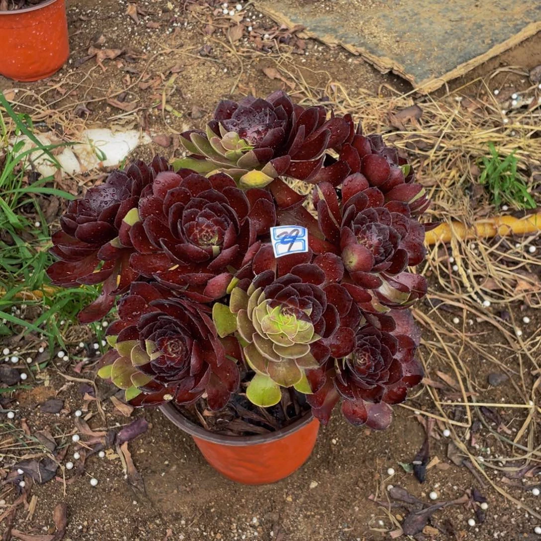 蝶***362鲜花老桩有疤鲜花