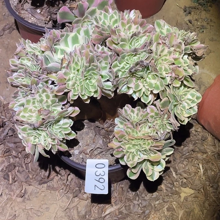 多肉植物法师不包断枝392女巫缀