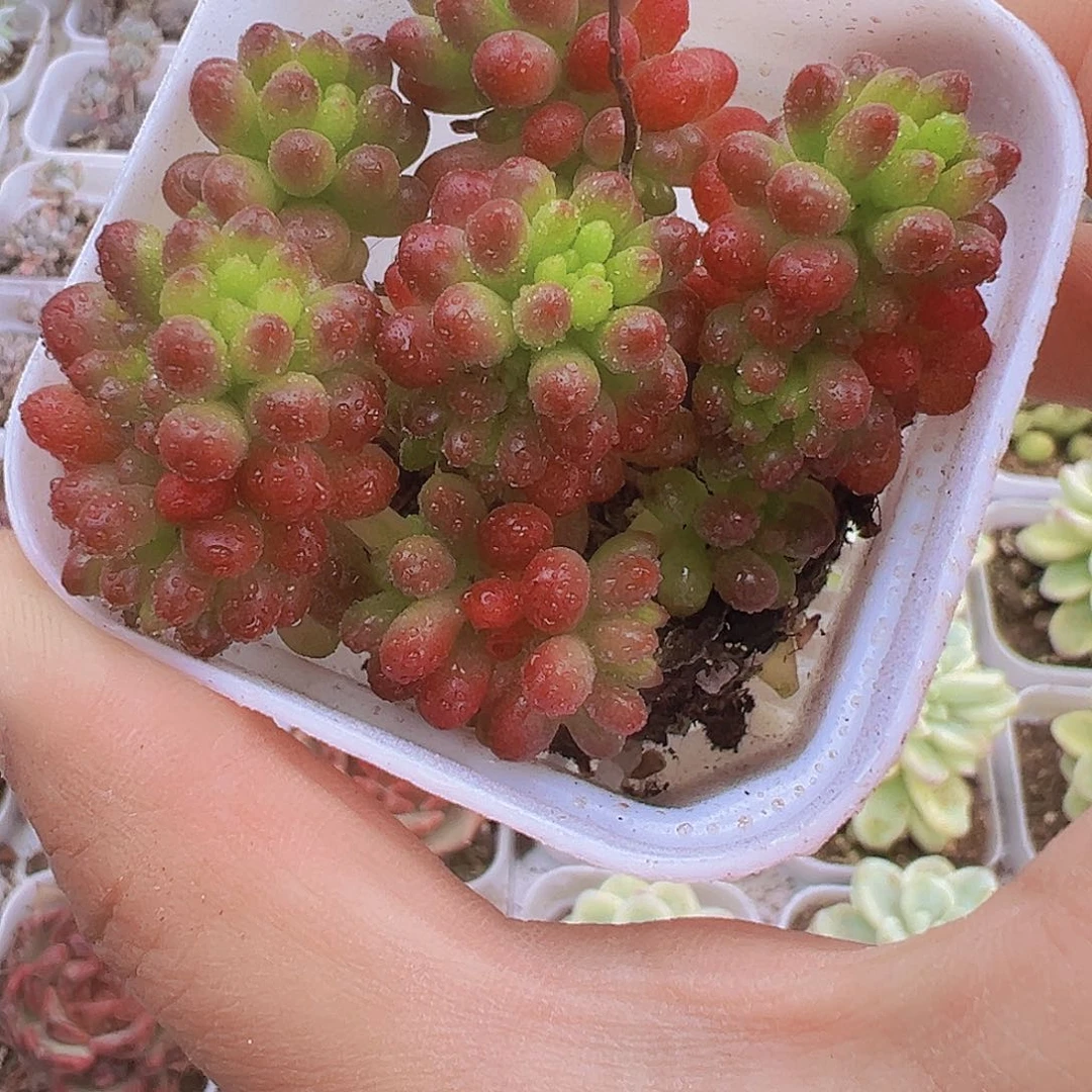 浆果19包邮多肉对肉