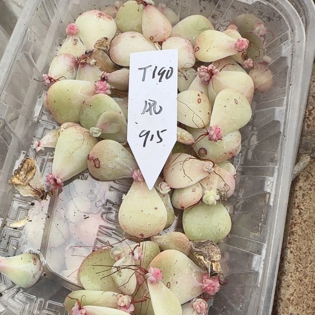 T190 芝麻穴3个满25包邮