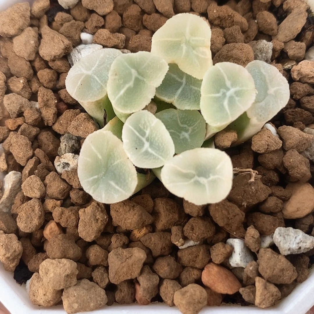红陶215号万象锦一物一拍