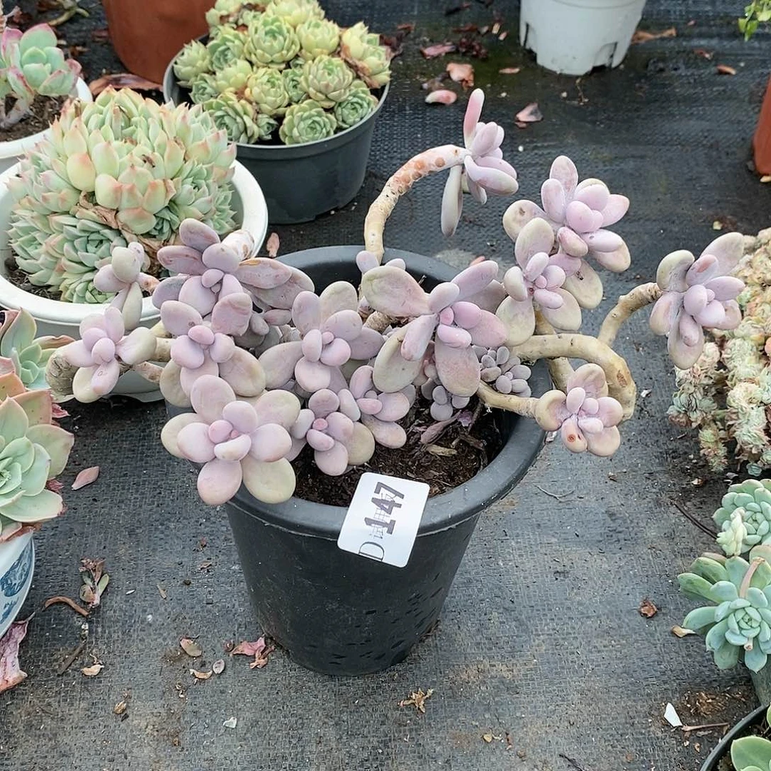 平****8147桃蛋多肉植物