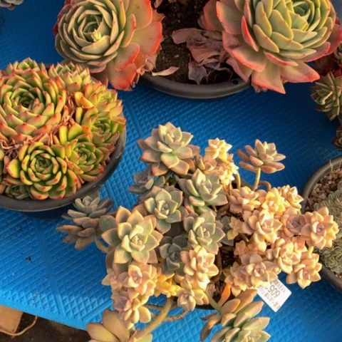 玉*?6052美杏锦多肉