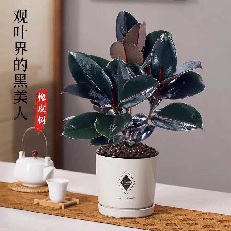 黑金刚橡皮树盆栽净室内绿色植物办公桌盆栽四季绿植四季常青