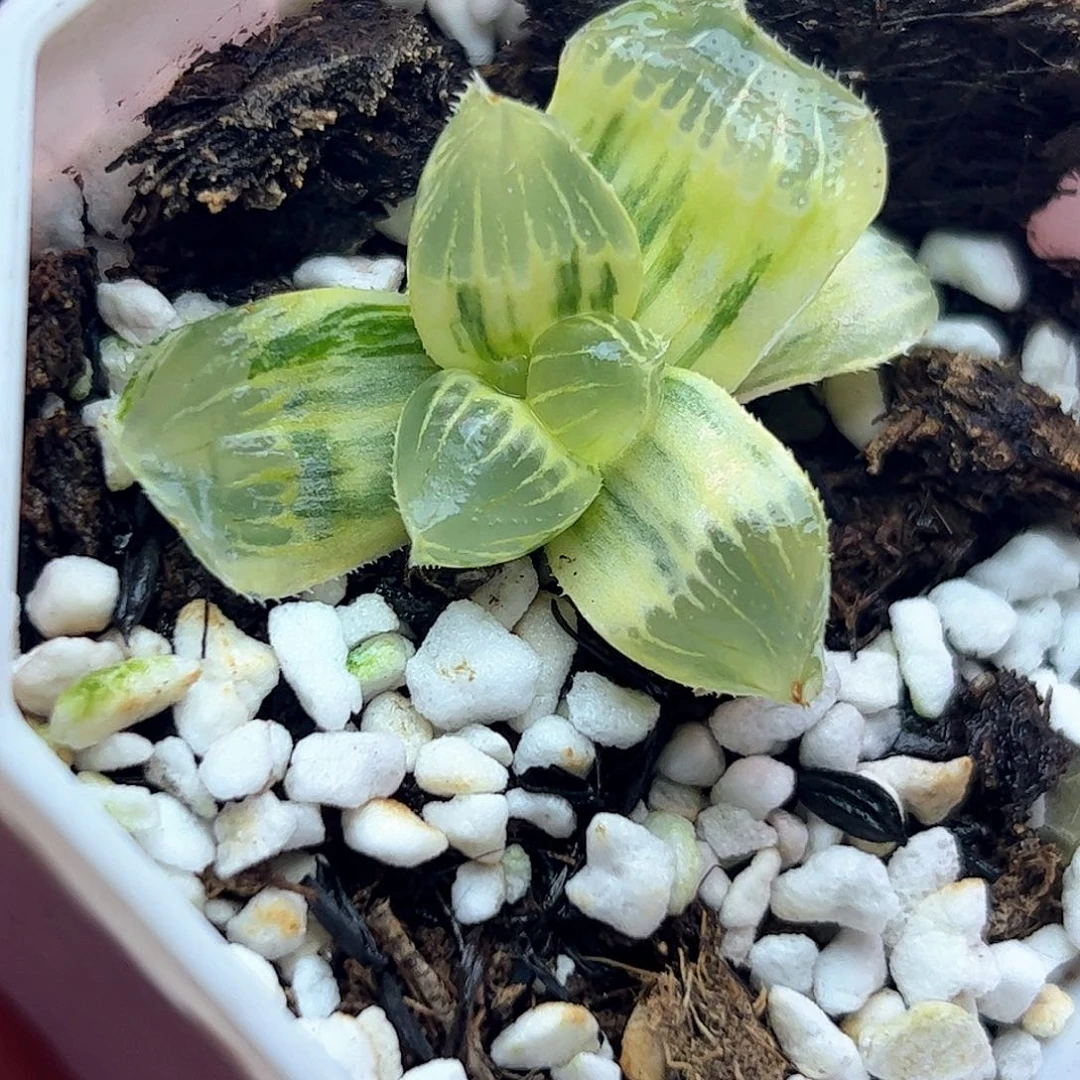 糯玉露糊斑锦十二卷多肉