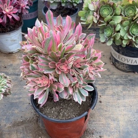 女神多肉植物019