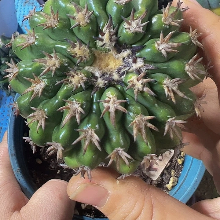 猫爪圆盘172仙人球开花