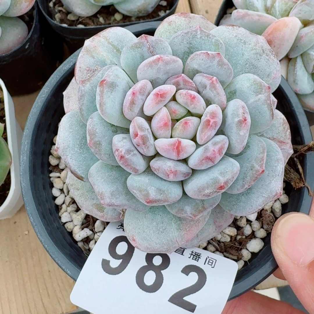 玉芙蓉石化            精美多肉植物
