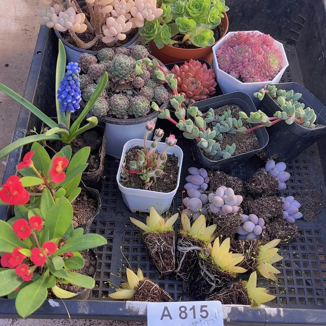 多肉815多肉植物