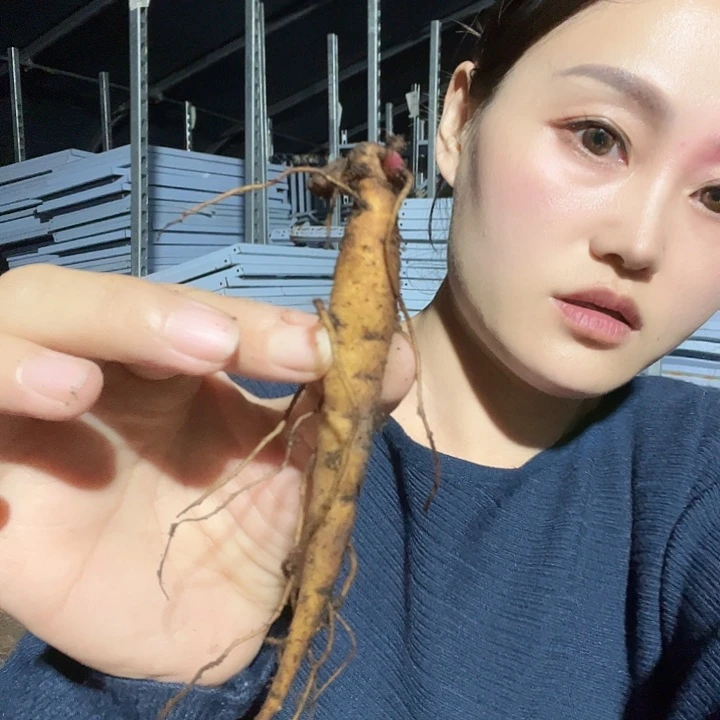 当前无花栽培后可以开花典雅香槟1芽