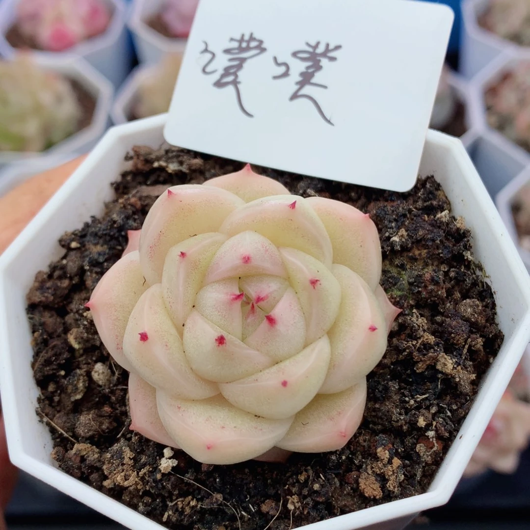 噗*奈麦秆58包邮  群生不包整噗噗