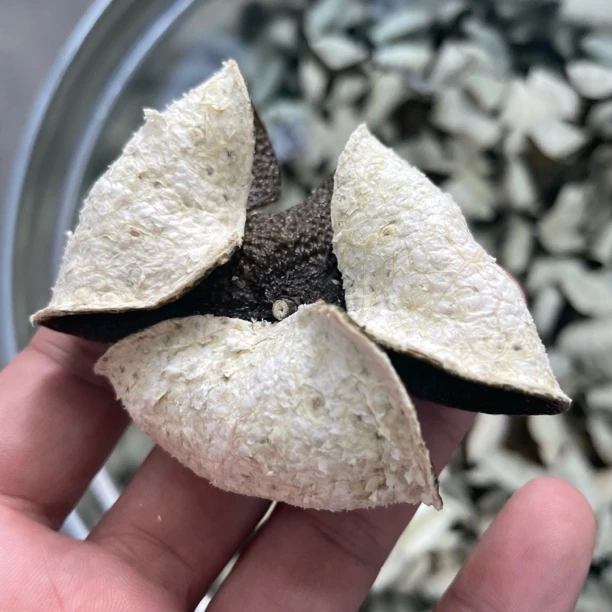 2024年西甲产区稀缺老树圈枝卷花大青皮