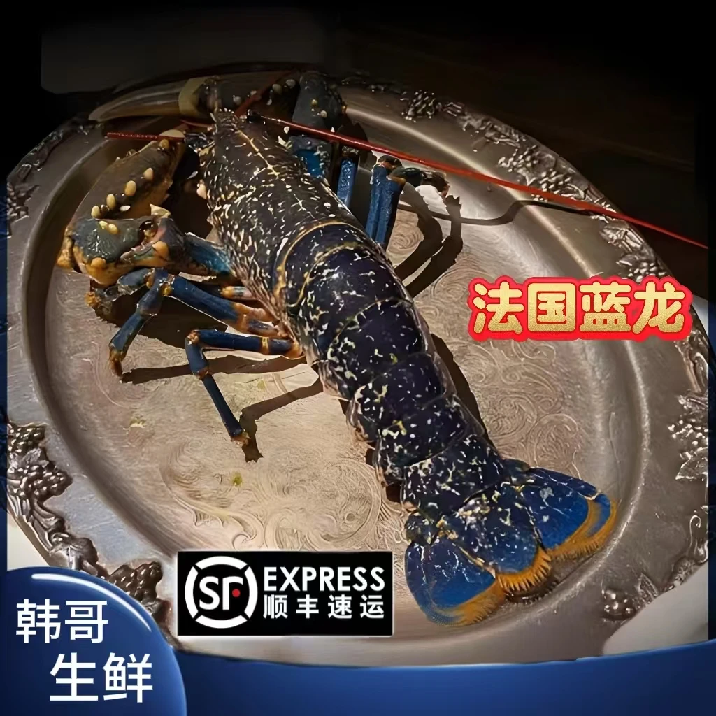 【韩哥生鲜】【有冰衣保护】液氮锁鲜法国蓝龙
