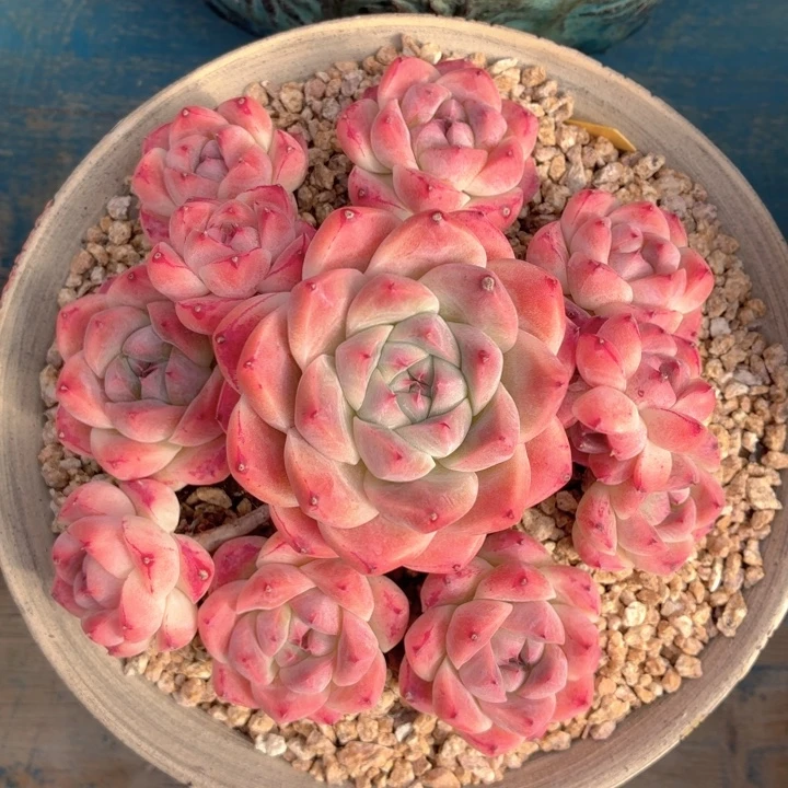 多肉植物 佳人（韩）-4