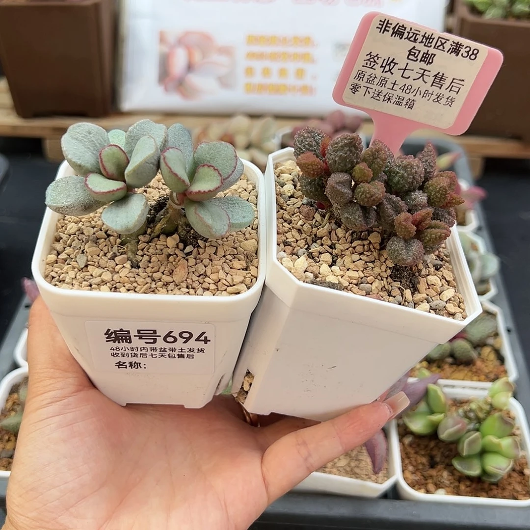 团*694白雪公主荔枝皮多肉植物