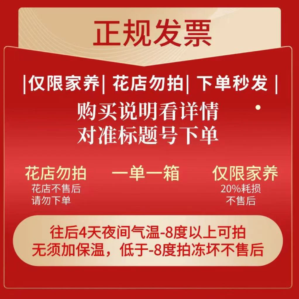 560号发一箱❤←对准号下单鲜花❤快递揽收后不支持退款